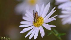 Tachinidae