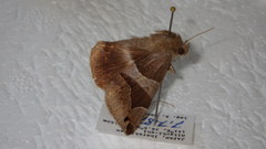 Dysgonia stuposa