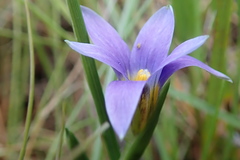 Romulea minutiflora