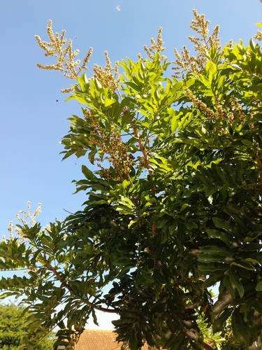 Image of Deinbollia oblongifolia by (c) Rosemary Harrison, some rights reserved (CC BY-SA)