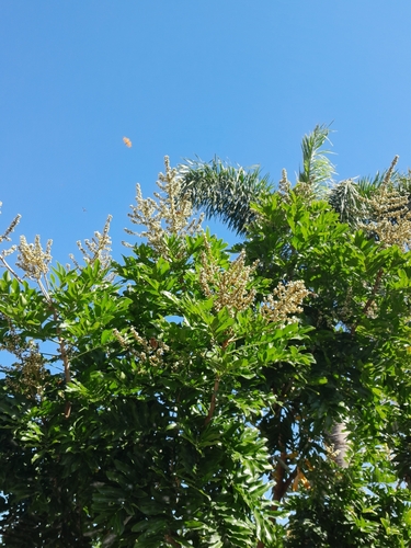 Image of Deinbollia oblongifolia by (c) Rosemary Harrison, some rights reserved (CC BY-SA)