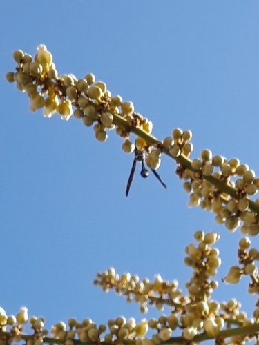 Image of Deinbollia oblongifolia by (c) Rosemary Harrison, some rights reserved (CC BY-SA)