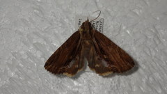 Ercheia umbrosa