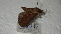 Ercheia umbrosa