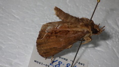 Ercheia umbrosa