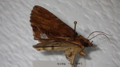 Ercheia umbrosa