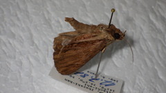 Ercheia umbrosa