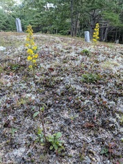 Solidago puberula puberula