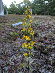 Solidago puberula puberula
