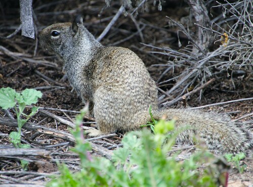 iNaturalist observation photo of California Ground Squirrel