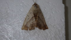 Hypopyra vespertilio