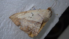 Hypopyra vespertilio