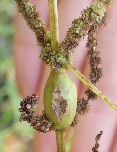 Boehmeria stem gall midge photo 4