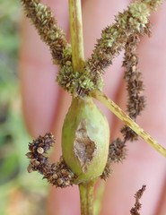 Neolasioptera boehmeriae