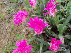 Carpobrotus quadrifidus