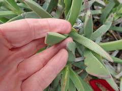 Carpobrotus quadrifidus