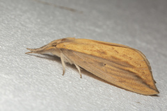 Periergos magna