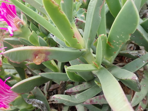 Image of Carpobrotus quadrifidus by no rights reserved