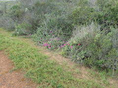 Carpobrotus quadrifidus
