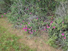 Carpobrotus quadrifidus