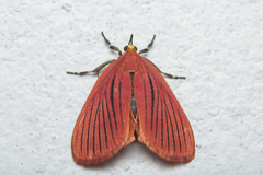 Arctioblepsis rubida