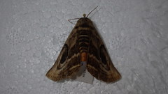 Spirama helicina