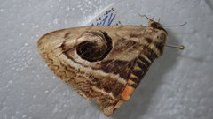 Spirama helicina