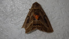 Spirama helicina