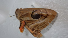 Spirama helicina