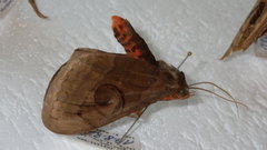 Spirama helicina