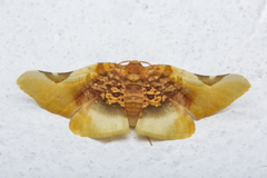 Pyrinioides sinuosus