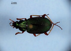 Chlaenius sericeus
