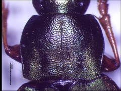Chlaenius sericeus