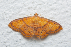 Homodes crocea