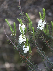 Epacris pauciflora