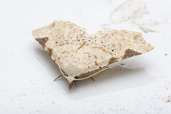 Prolophota trigonifera