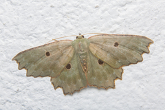 Chlorodontopera discospilata