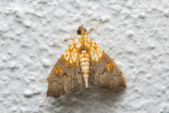 Agrotera