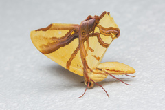 Trotocraspeda divaricata