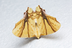 Trotocraspeda divaricata