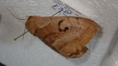 Spirama retorta