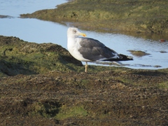 Larus fuscus