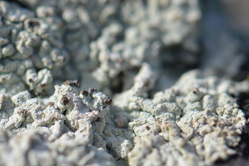 Bredfliget svampelav