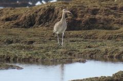 Numenius phaeopus