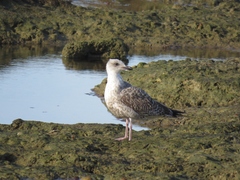 Larus michahellis
