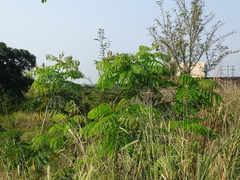 Pseudosamanea guachapele
