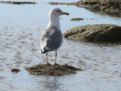 Larus michahellis