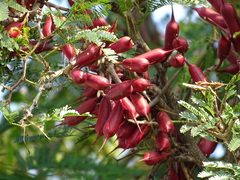 Bullhorn Acacia (Vachellia cornigera)