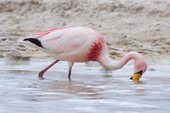 James's Flamingo photo 3