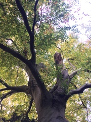 Fagus sylvatica